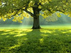 A jövő zöld, az energia megújuló